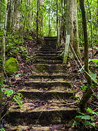 15 Forest trail