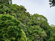 35 Tropical rainforest