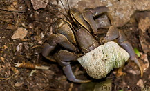 09 Terrestrial hermit crab