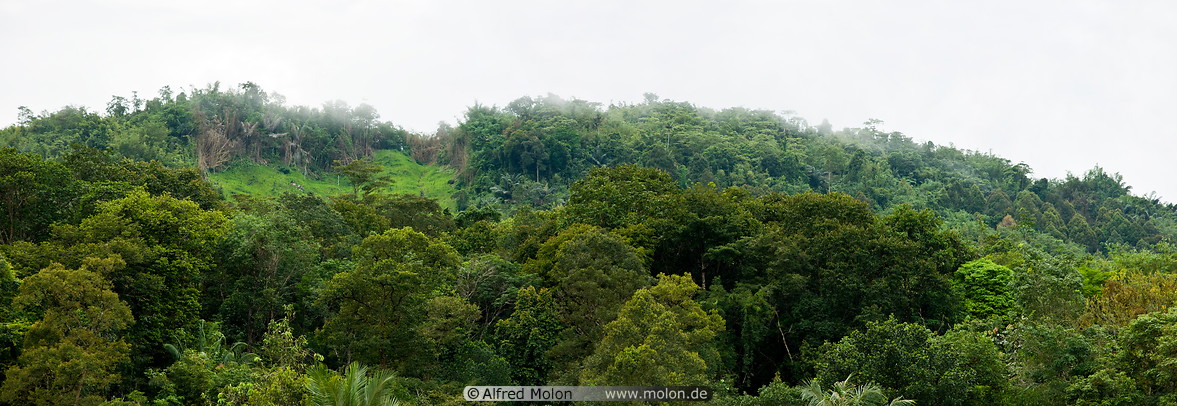 22 Tropical rainforest