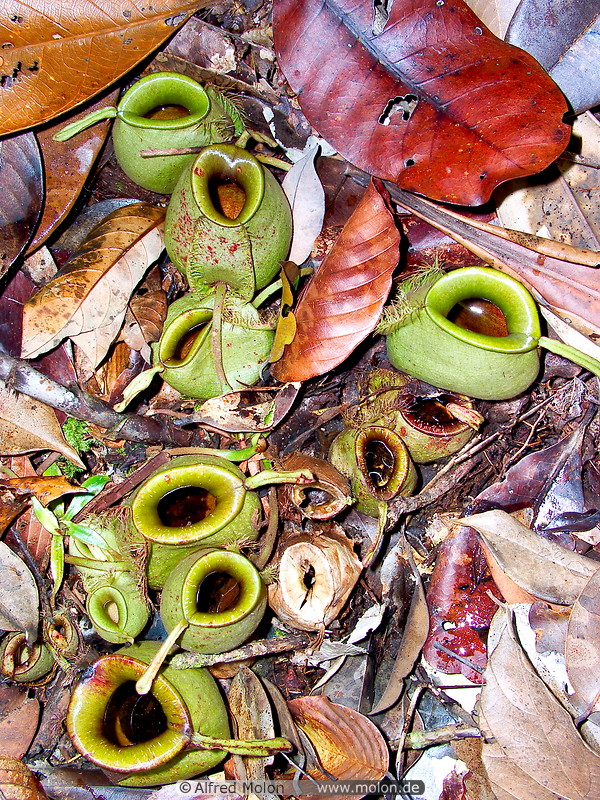 09 Green Nepenthes (Pitcher plant)
