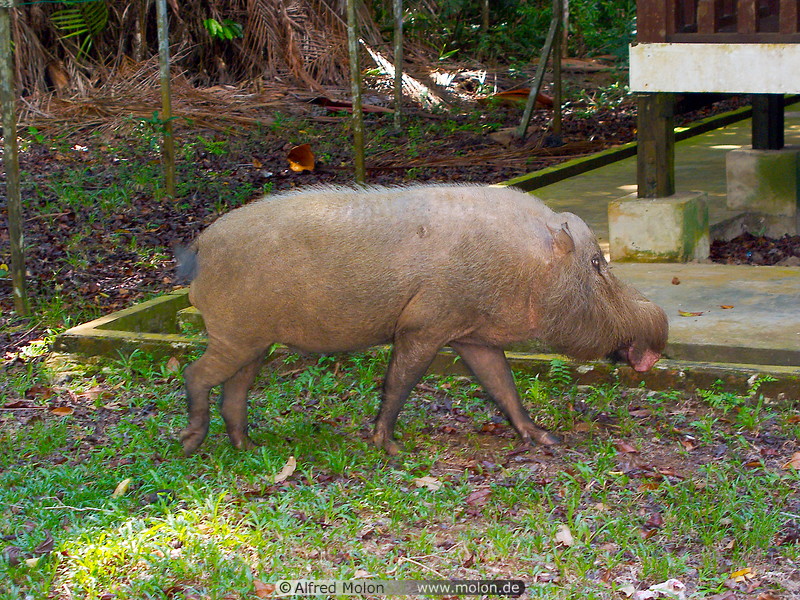 14 Borneo bearded pig