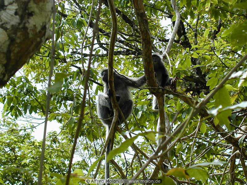 23 Silver leaf monkeys