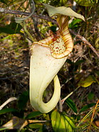 02 Nepenthes (Pitcher plant)
