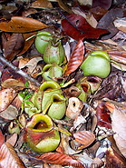 08 Green Nepenthes (Pitcher plant)
