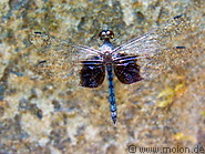 18 Dragonfly