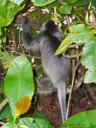 26 Silver leaf monkey