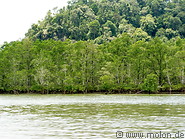 04 Mangroves along Bako river