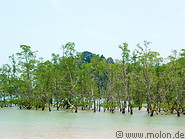 10 Mangroves