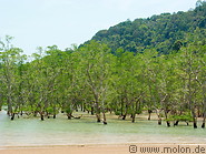 11 Mangroves