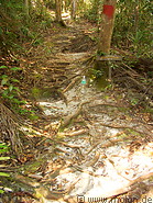 01 Forest trail with tree roots