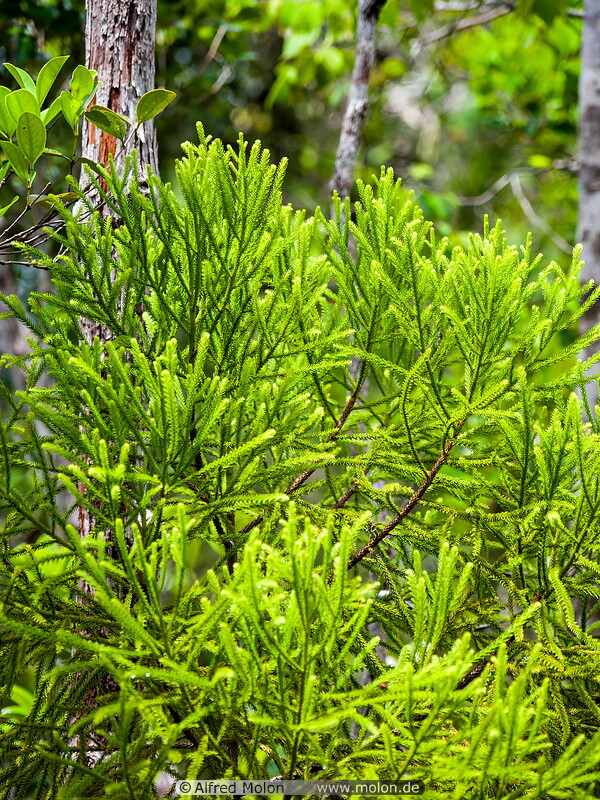 05 Dacrydium pectinatum conifer