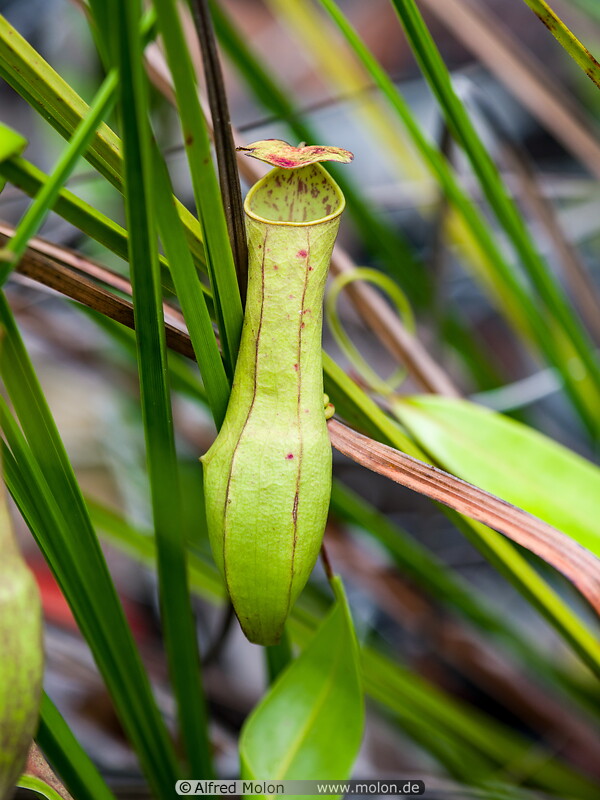 07 Nepenthes pitcher plant