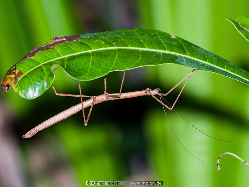 32 Stick insect