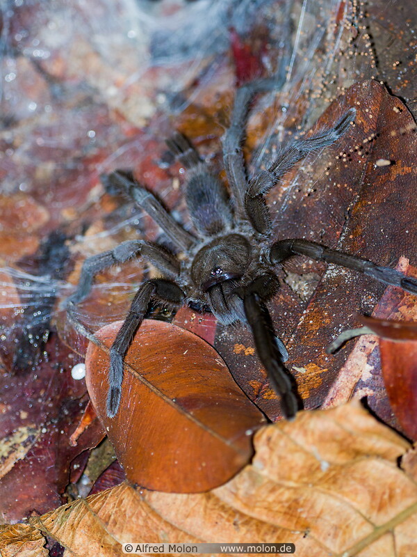 35 Tarantula spider