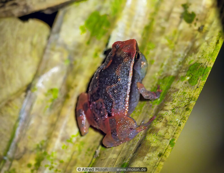 36 Kalophrynus limbooliati frog