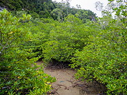 03 Mangroves