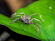 31 Huntsman spider on leaf