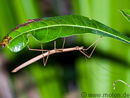 32 Stick insect