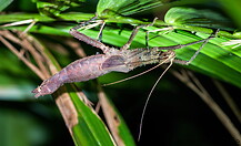 33 Haaniella scabra stick insect