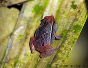 36 Kalophrynus limbooliati frog