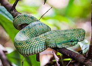 37 Bornean keeled green pit viper