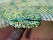 38 Bornean keeled green pit viper