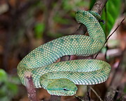 39 Bornean keeled green pit viper