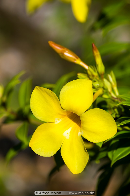 13 Yellow Allamanda flower