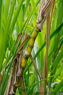 04 Sugar cane