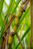 05 Sugar cane
