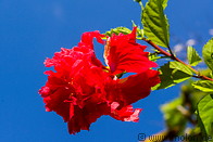 14 Red Chinese hibiscus flower