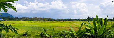 04 Rice fields and banana trees