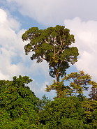 36 Jungle and tree