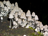 41 Mushrooms