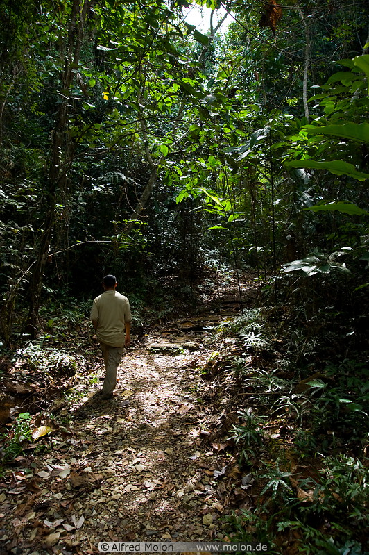 03 Rainforest trail