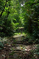 04 Rainforest trail
