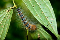 06 Caterpillar