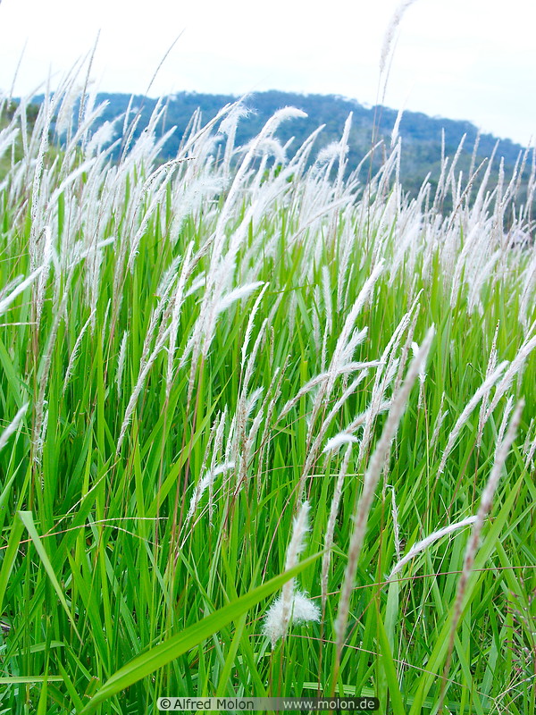 10 Grass