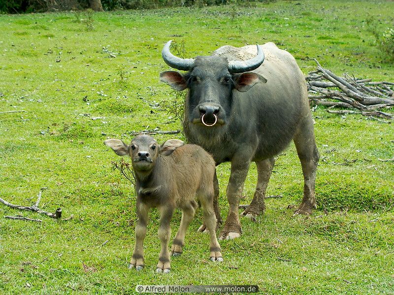 17 Water buffalo and baby buffalo