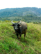 07 Water buffalo