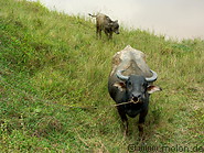 08 Water buffalo with baby