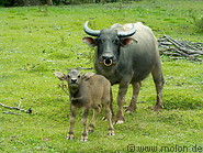 17 Water buffalo and baby buffalo