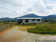 23 House and rice paddy