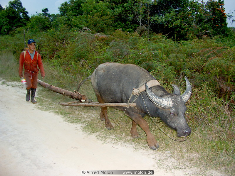 15 Kelabit tribesman with buffalo
