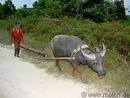 15 Kelabit tribesman with buffalo