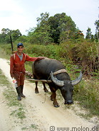 16 Kelabit tribesman with buffalo
