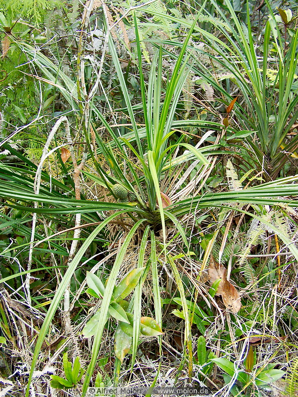 19 Pandanus plant