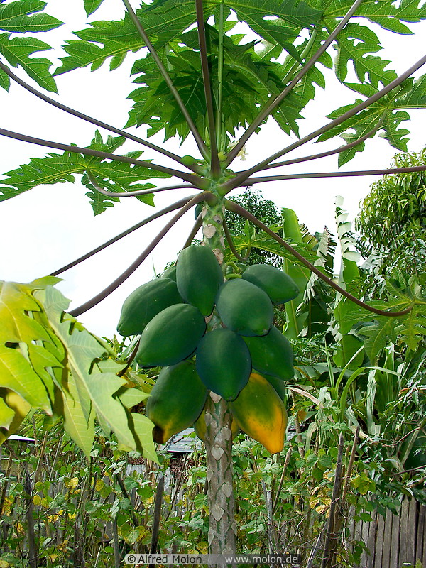 21 Papaya plant