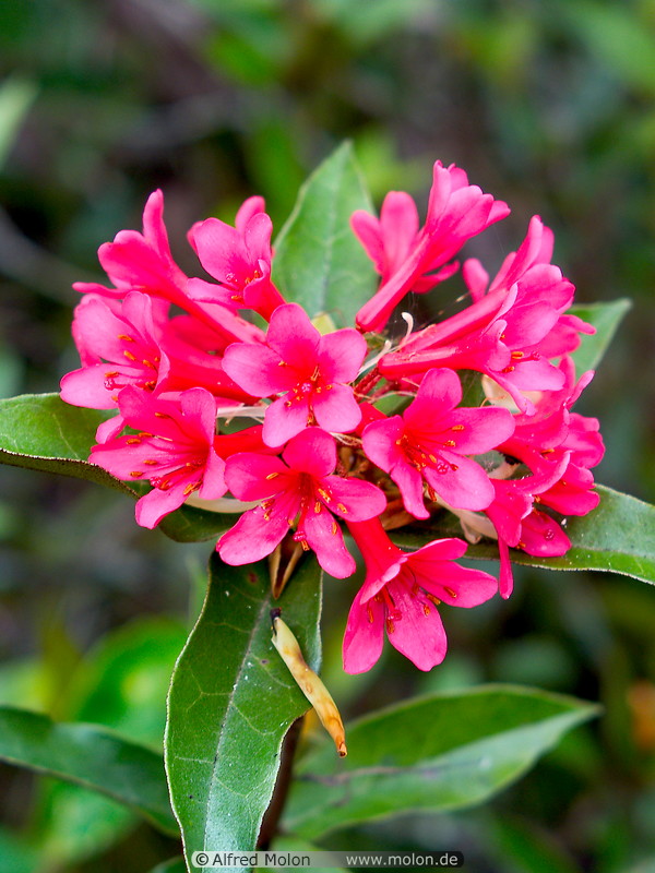 22 Rhododendron